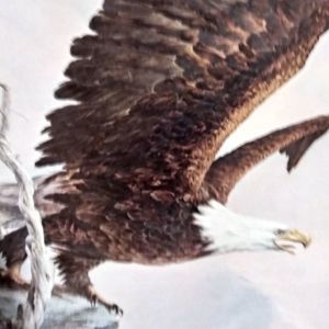 Meet your Posher, Eagles